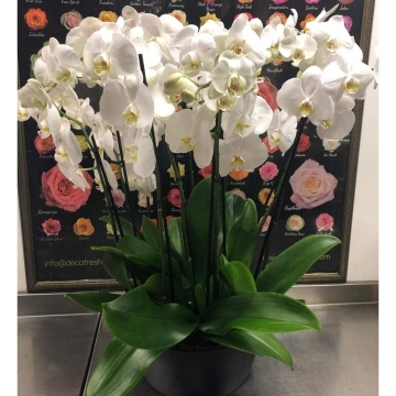 Beyaz orkideler